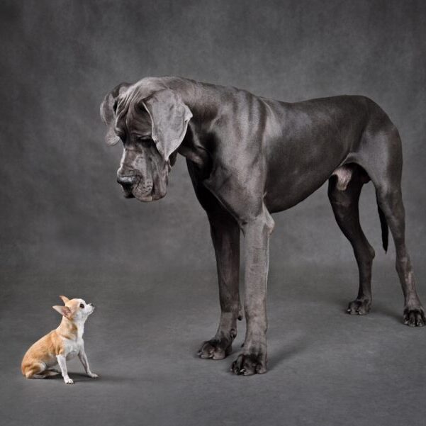 Great,Dane,And,Chihuahua,Dog,Looking,To,Each,Other,On